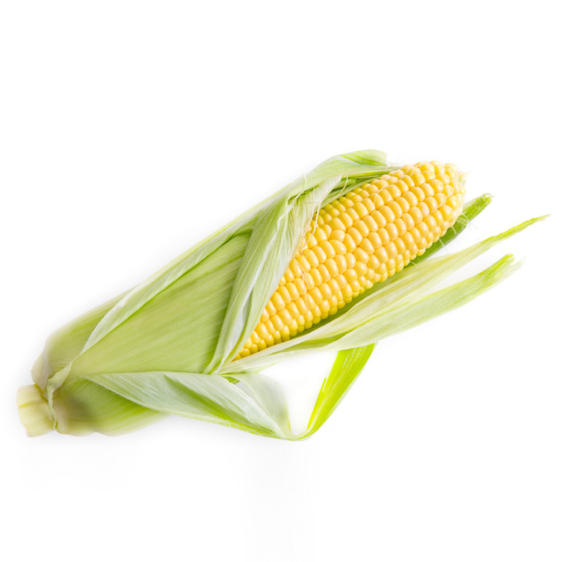 corn supplier corn supplier