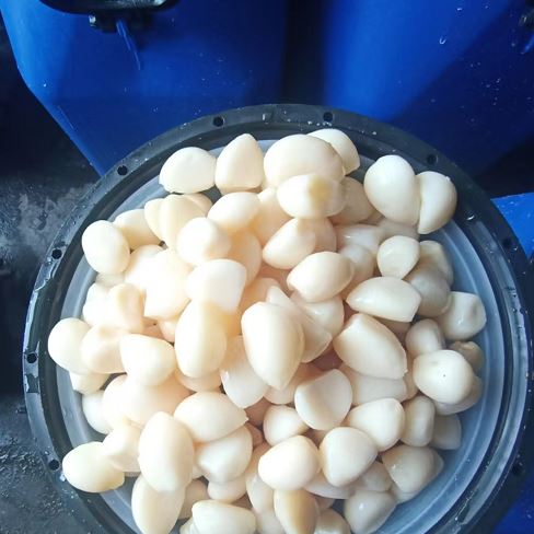 Blanching Garlic Cloves in Brine